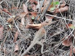 -羚羊峡古栈道森林公园