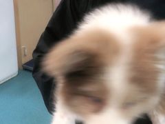 -宠颐生猫科·内科皮肤科(西平世纪城店)