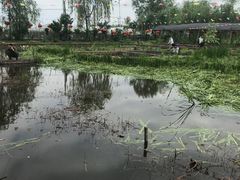 -同銮特种养殖场·龙虾垂钓