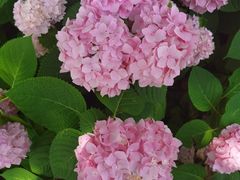 -上海滨江森林公园