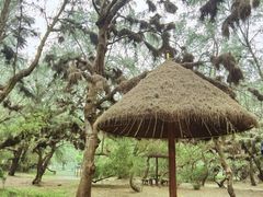 -北海金海湾红树林生态旅游区