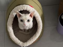 -博特宠物医院24h犬猫全科.骨科·异宠