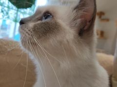 -藏猫猫咖啡主题馆(中央大道店)