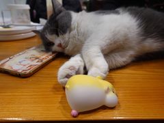 -猫小院猫主题餐厅(三里屯店)