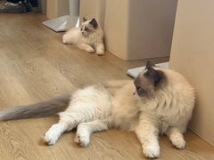 -有喵·猫咖·狗咖·30几只猫10只小狗(岗厦店)