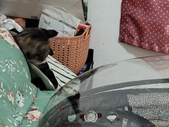 -汪喵宠物医院·骨科心脏影像·犬猫急重症ICU诊疗中心(成华分院)