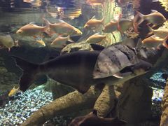 -迪拜水族馆及水下动物园