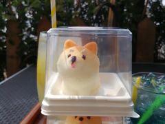 -柴犬高等学院·狗咖·柴犬售卖·宠物训练