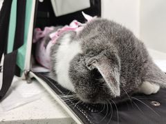 -纳吉亚猫专科动物诊疗中心(蒋宅口分院)