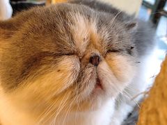 -more than meow吴止猫主题餐厅(承德 中船汇店)