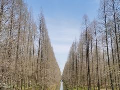 -黄海国家森林公园