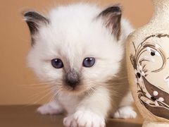 -张亮麻辣烫(北京富力又一城店)