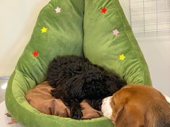 -有喵·猫咖·狗咖·40+猫狗有小奶狗(岗厦店)