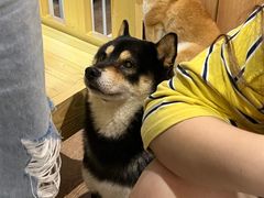 -南京Hallo宠物乐园·哈罗犬舍·柴犬繁育基地