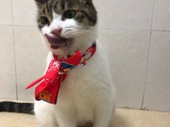 -瑞鹏宠物医院·夜间急症·心超·猫科(祖庙分店)