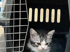 -小猫来了·猫舍(红山六九七九店)