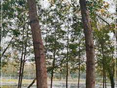 -微山湖红荷湿地景区