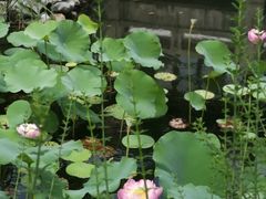 -东山雕花楼