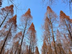 -黄海国家森林公园