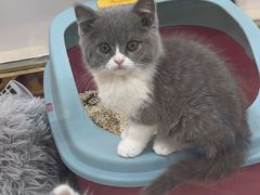 -糯米喵星人总部直营旗舰店·猫舍·幼猫出售