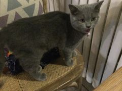 景观位-海边的猫和咖啡馆