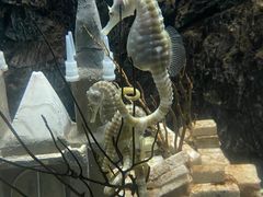 -太平洋海底世界