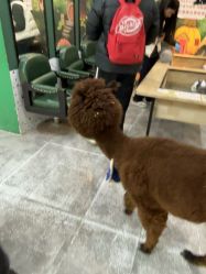 -神奇动物撸宠馆·羊驼·小浣熊·异宠(豫园店)