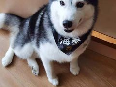 -Husky Go! 哈士奇体验馆·宠物咖啡厅狗咖