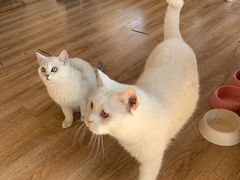 -猫的茶·猫咖