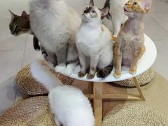 -Heymao猫咖.咖啡厅(东门店)