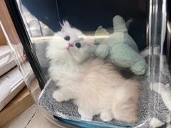 -老吴的猫·猫舍(新区店)