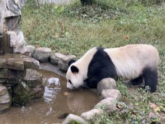 -中国大熊猫保护研究中心雅安碧峰峡基地