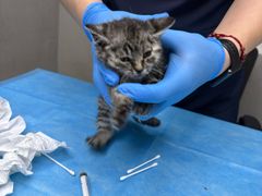 -关爱宠物医院·猫科中心·消化科(滨湖万达分院)