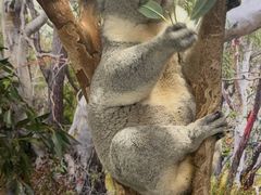 -费瑟代尔野生动物园