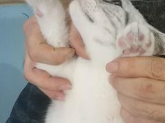 -猫色咖啡·猫咖