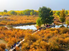 -金塔沙漠胡杨林景区