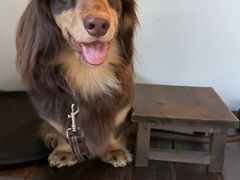 -帕帕拉兹宠物(亚洲旗舰店)