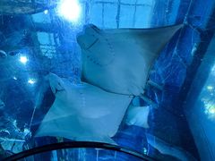 -乐从天佑城海洋馆
