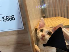 -1013 PET SHOP 宠物商店(近铁城市广场店)