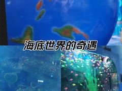 -沙沙哗啦海洋馆(华宇百花谷店)