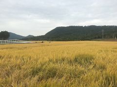 -艾米稻香小镇