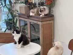 -共舞时光猫咖·狗咖(新街口店)