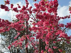 -名花谷生态庄园