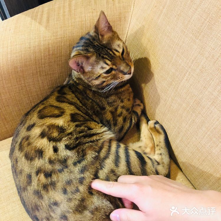 朝阳区可以撸猫的西服店[嘿哈]