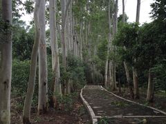 -大屏嶂森林公园