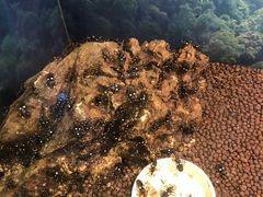 -上海大自然野生昆虫馆(东方明珠·爬宠昆虫探索中心)