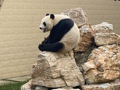 -石家庄市动物园