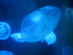 -南昌融创海世界