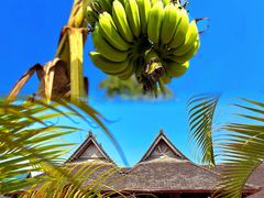 -西双版纳傣族园