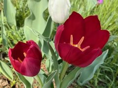 -石家庄市植物园